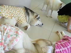 -怪兽屋·羊驼·猫咖·狗咖(俊华广场店)