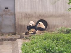 -卧龙中华大熊猫苑神树坪基地
