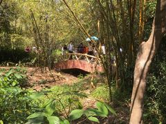 -大屏嶂森林公园
