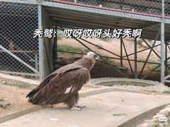 -西霞口神雕山野生动物世界