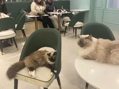 -安格丽娜·狗咖·猫咖羊驼咖(春熙路百盛商场店)