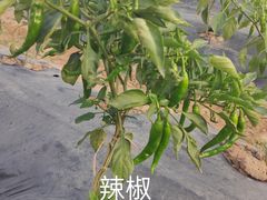 -长洲岛