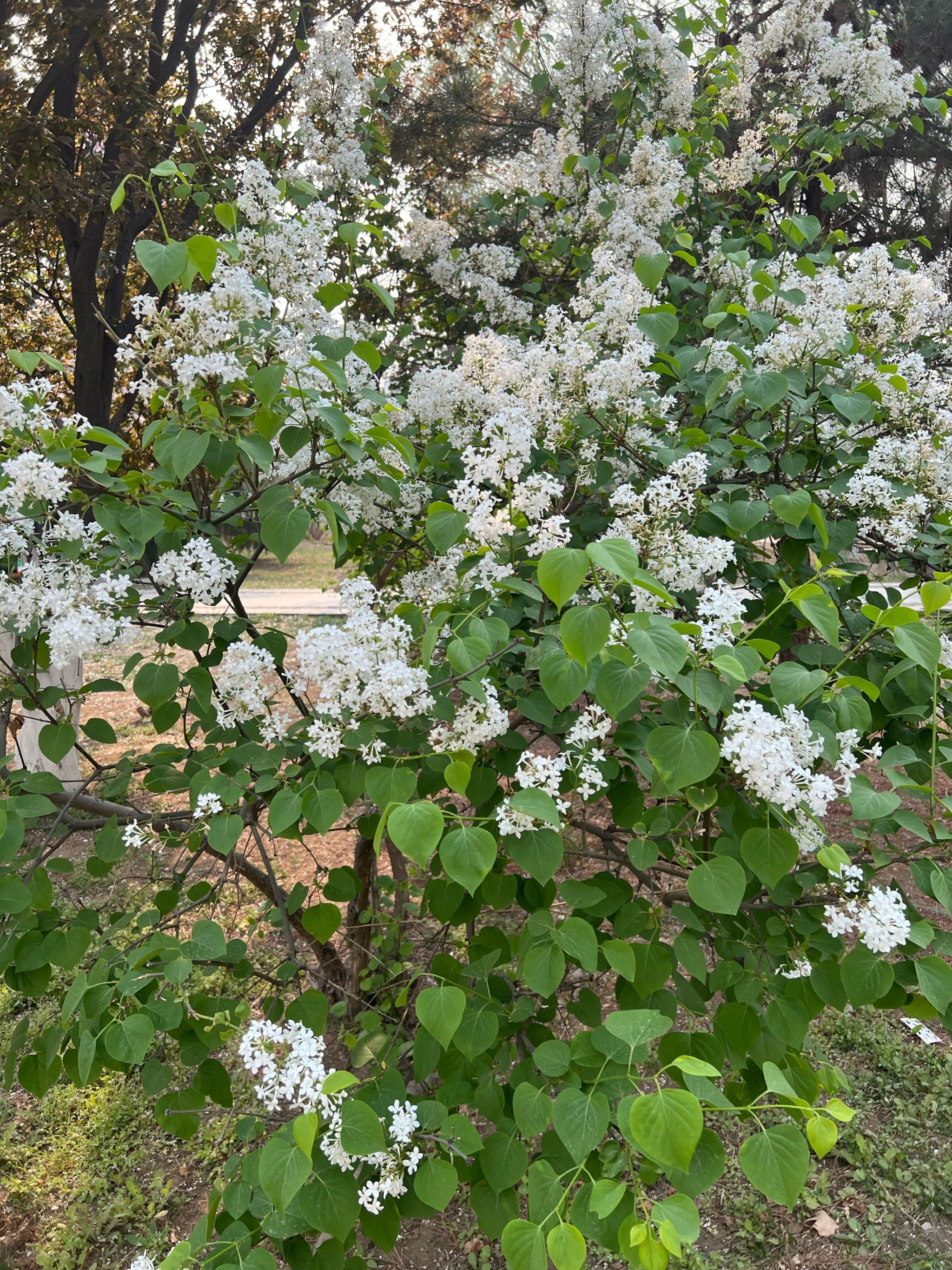 这白色的花树,超级好好看,不知道开的是什么花