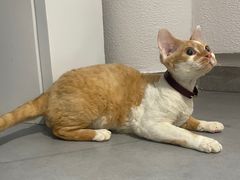 -琪喵猫屋·撸猫猫咖·猫舍
