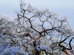-梵净山旅游区