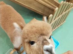-藦茜花园宠物主题亲子互动体验馆(国顺东路店)