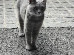 -猫岛主趣味餐厅(鼓浪屿店)
