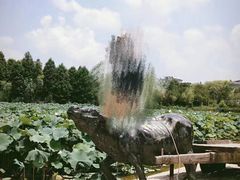-紫薇公园