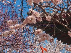 -桃花堤公园