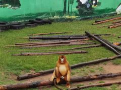 -西霞口神雕山野生动物世界