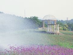 -大塘金香草谷