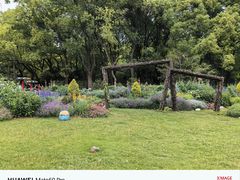 -上海共青森林公园