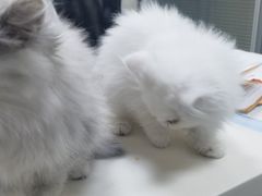 -美美宠物诊疗中心·异宠·骨科(滨江东信分院)