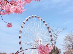 -顾村公园