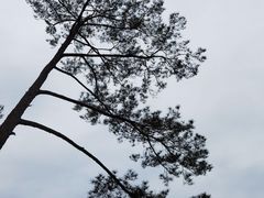 -广州市流溪河国家森林公园