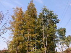 -昆山城市生态森林公园