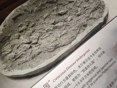 -辽宁古生物博物馆