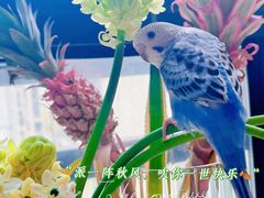 -青石桥花鸟鱼虫市场(叠翠城店)