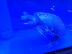 -老江南春·中国龙菜(衡山路店)