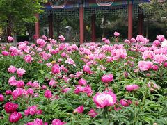-丰台花园