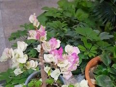 -微山岛春天里酒家