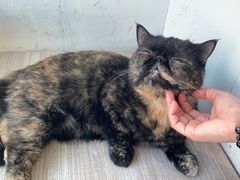 -藏猫猫咖啡主题馆(中央大道店)