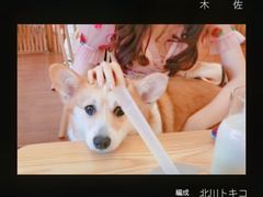 -豆柴町-柴犬主题狗咖(红鼎国际C座店)