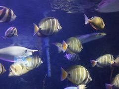 -太平洋海底世界