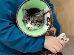 -米苏动物医院·犬猫专科·骨科外科内窥镜