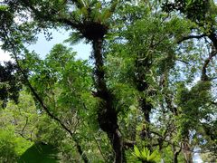 -海南热带雨林国家公园吊罗山景区