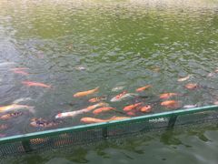 -广东圆玄道观