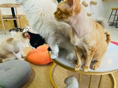 -Heymao猫咖.咖啡厅(东门店)