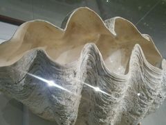 -青岛贝壳博物馆