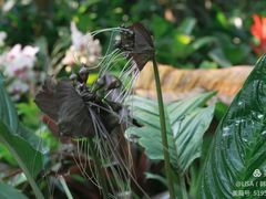 -西双版纳原始森林公园