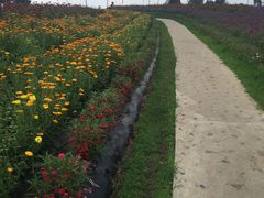 -北纬44度·金珠花海休闲农业旅游景区