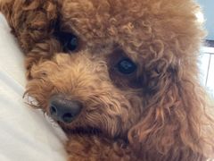 -萌兽医馆·犬猫专科·眼科中心·宠物医院(朝阳门分院)