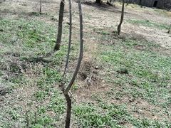 android_upload_pic-新疆天山野生动物园