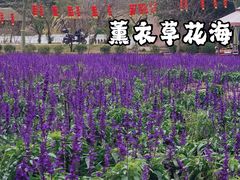 -丹樱生态园