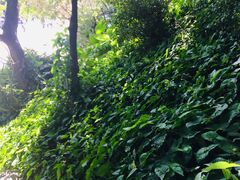 -佛山祈福仙湖酒店