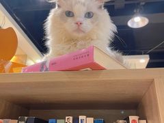 -藏猫猫咖啡主题馆(中央大道店)