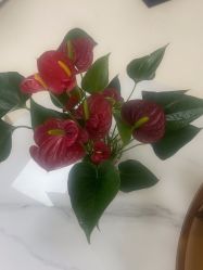 -薇兰专业脱毛连锁机构