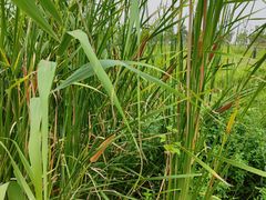 -春花秋色城市公园