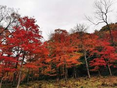-庆岭迎宾园正宗活鱼馆