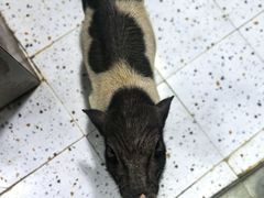 -上海大自然野生昆虫馆(东方明珠·爬宠昆虫探索中心)