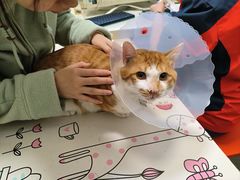 -伟伟宠物医院·瑞派猫友好医院·猫科(光谷店)