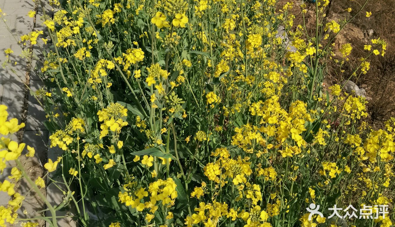 淌洋在油菜花地旁，一阵小风吹来，香气扑鼻