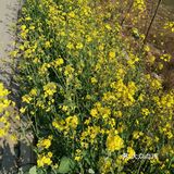 淌洋在油菜花地旁，一阵小风吹来，香气扑鼻