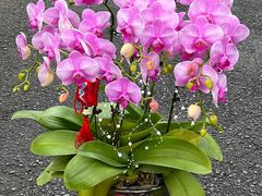 -F.Story 花和故事(新天地店)