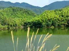 -合肥滨湖国家森林公园