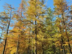 -昆山城市生态森林公园